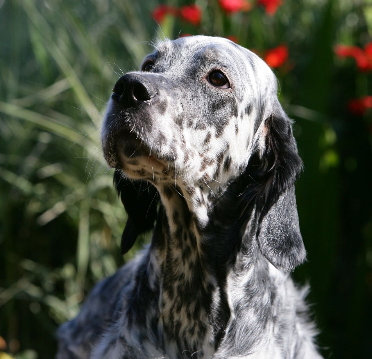 English Setter Puppies: English English Setter Puppies For Sale Coleford Breed