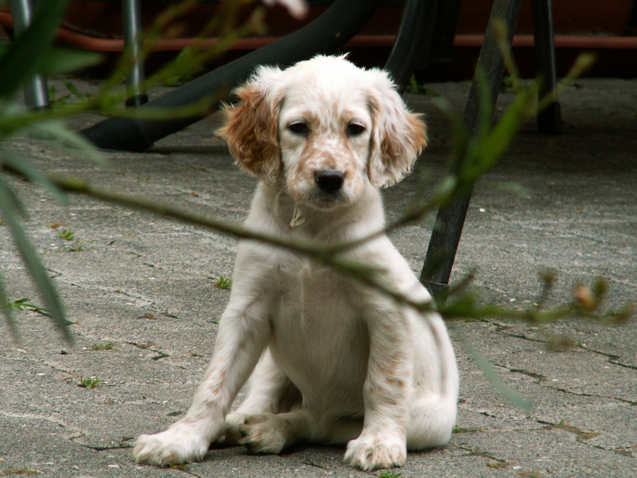English Setter Puppies: English English Setter Puppy Pictures Breed