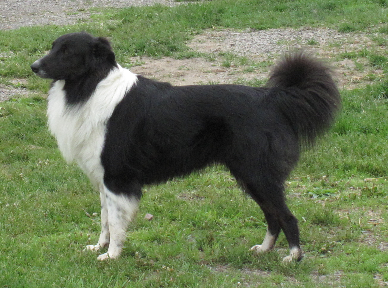 English Shepherd Dog: English English Shepherd Dog Side View Breed