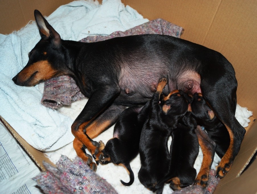 English Toy Terrier (Black & Tan) Puppies: English Index Breed