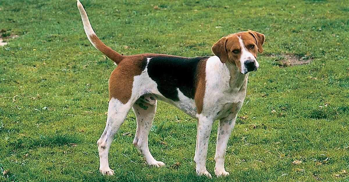 English Foxhound Dog: English Large Dog Breeds English Foxhound