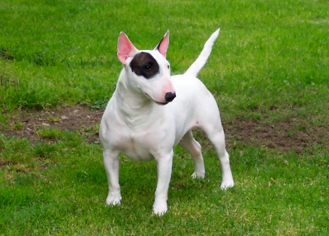 English White Terrier Puppies: English Miniature Bull Terrier Breed