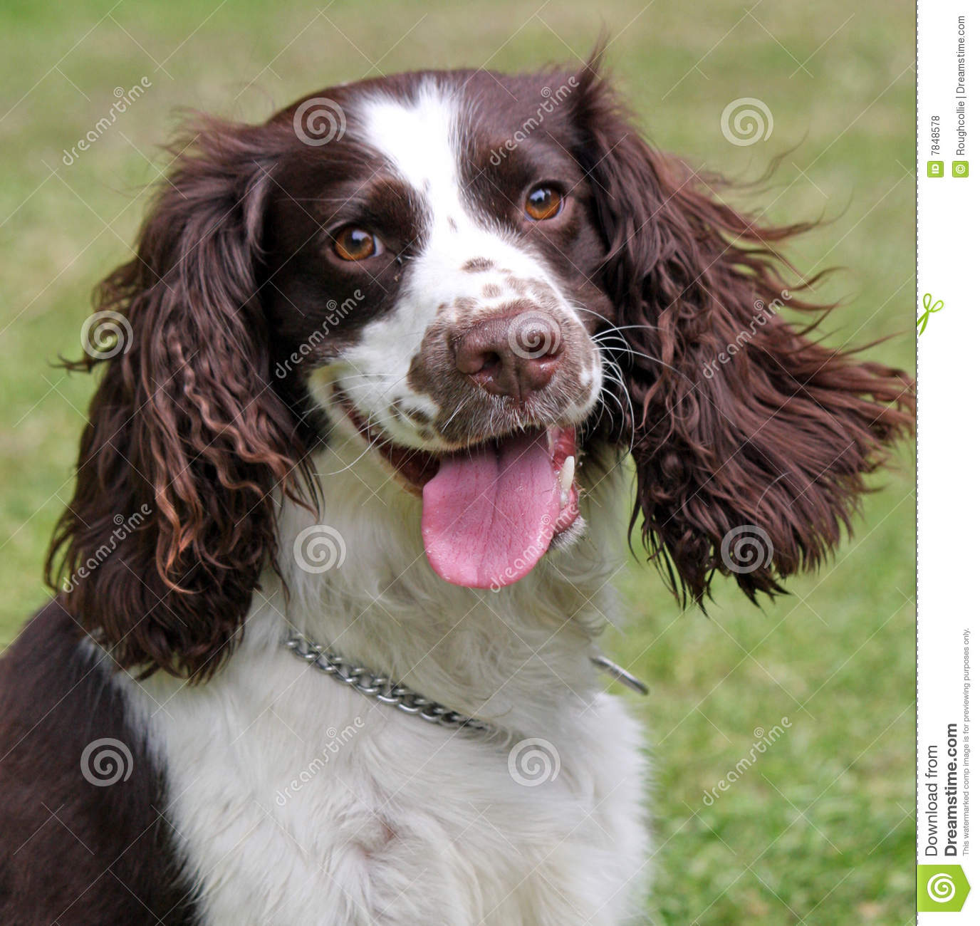English Springer Spaniel Dog: English Royalty Free Stock S Happy Dog English Springer Spaniel Breed