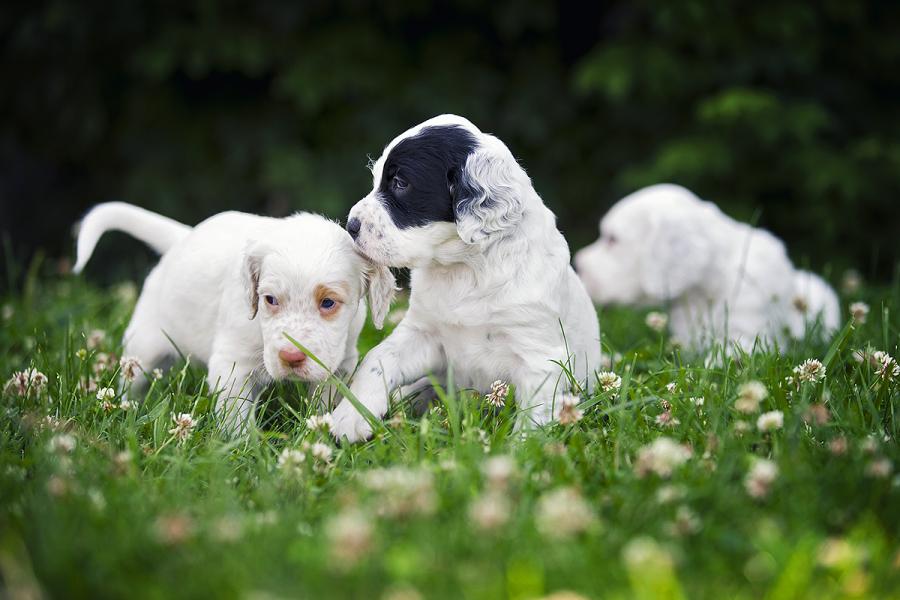 English Setter Puppies: English Showthread Breed