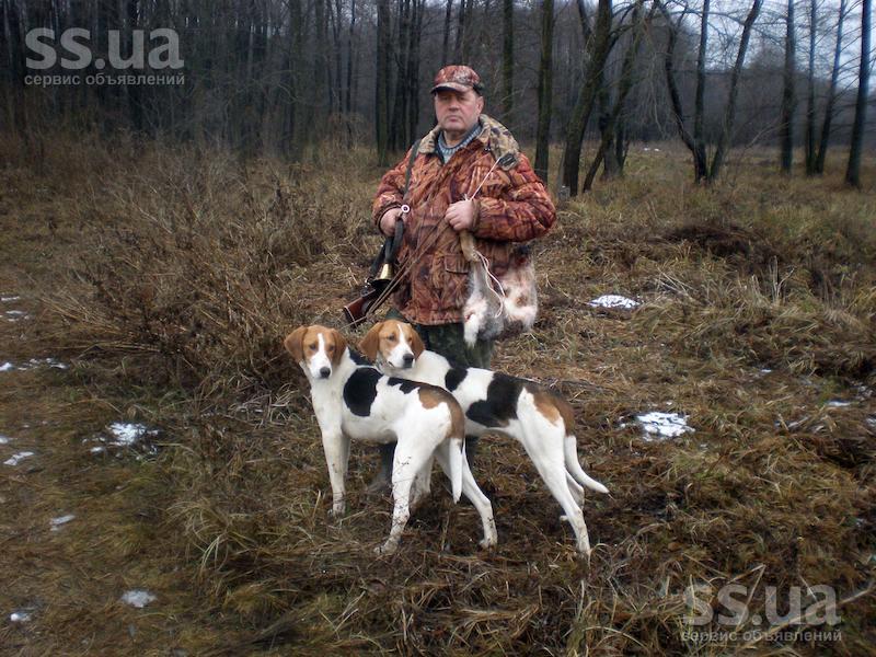 Estonian Hound Dog: Estonian Bkxld Breed