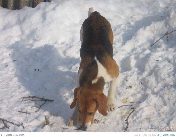 Estonian Hound Dog: Estonian News And Pictures About Estonian Hound Dog Breed