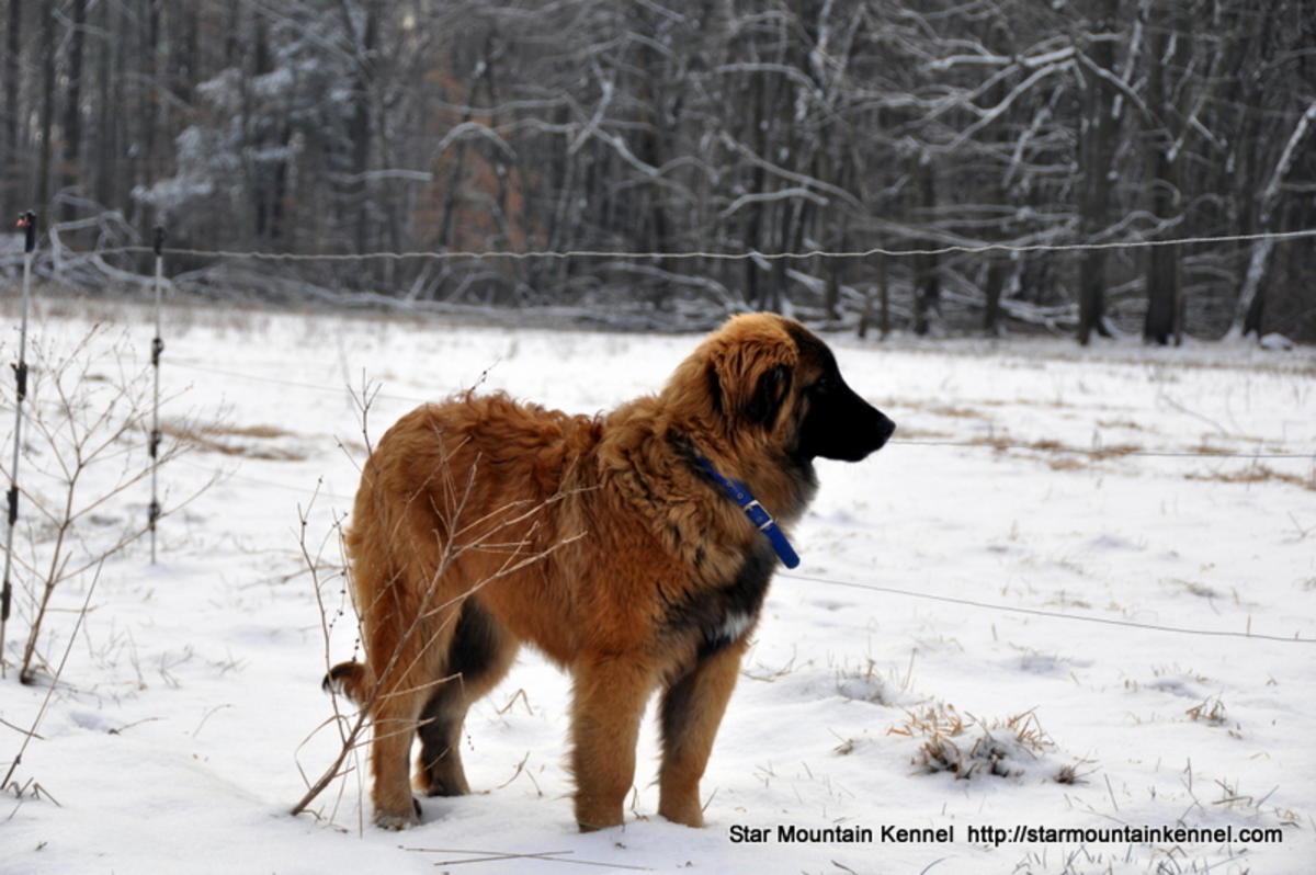 Estrela Mountain Puppies: Estrela Estrela Mountain Dog Puppies Rare In Usa Breed