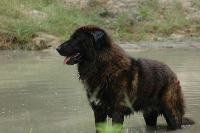 Estrela Mountain Dog: Estrela Estrella Mountain Dog Breed