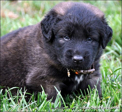 Estrela Mountain Puppies: Estrela Stabled Estrela Mountain Dog Puppies For Adoptionpd Breed