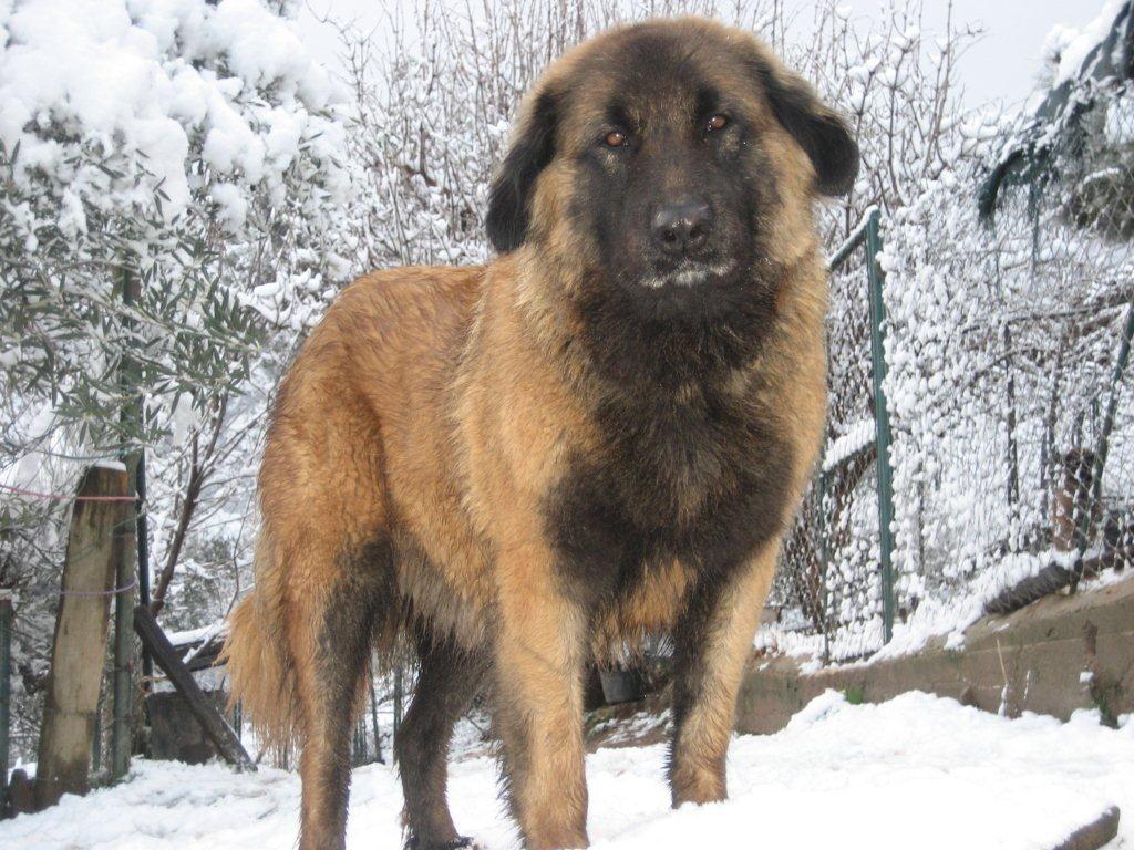 Estrela Mountain Puppies: Estrela What The Best Dog For Estrela Mountain Pomsky Picture Breed