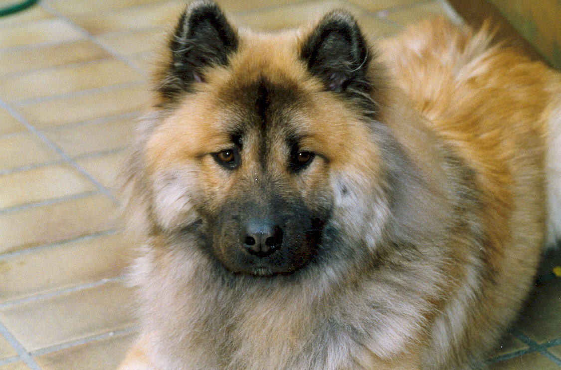 Eurasier Dog: Eurasier Eurasier Dog Looking At You Breed