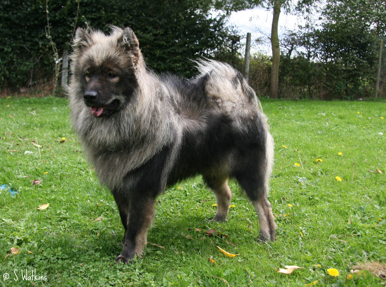 Eurasier Dog: Eurasier Grey Eurasier Dog Breed