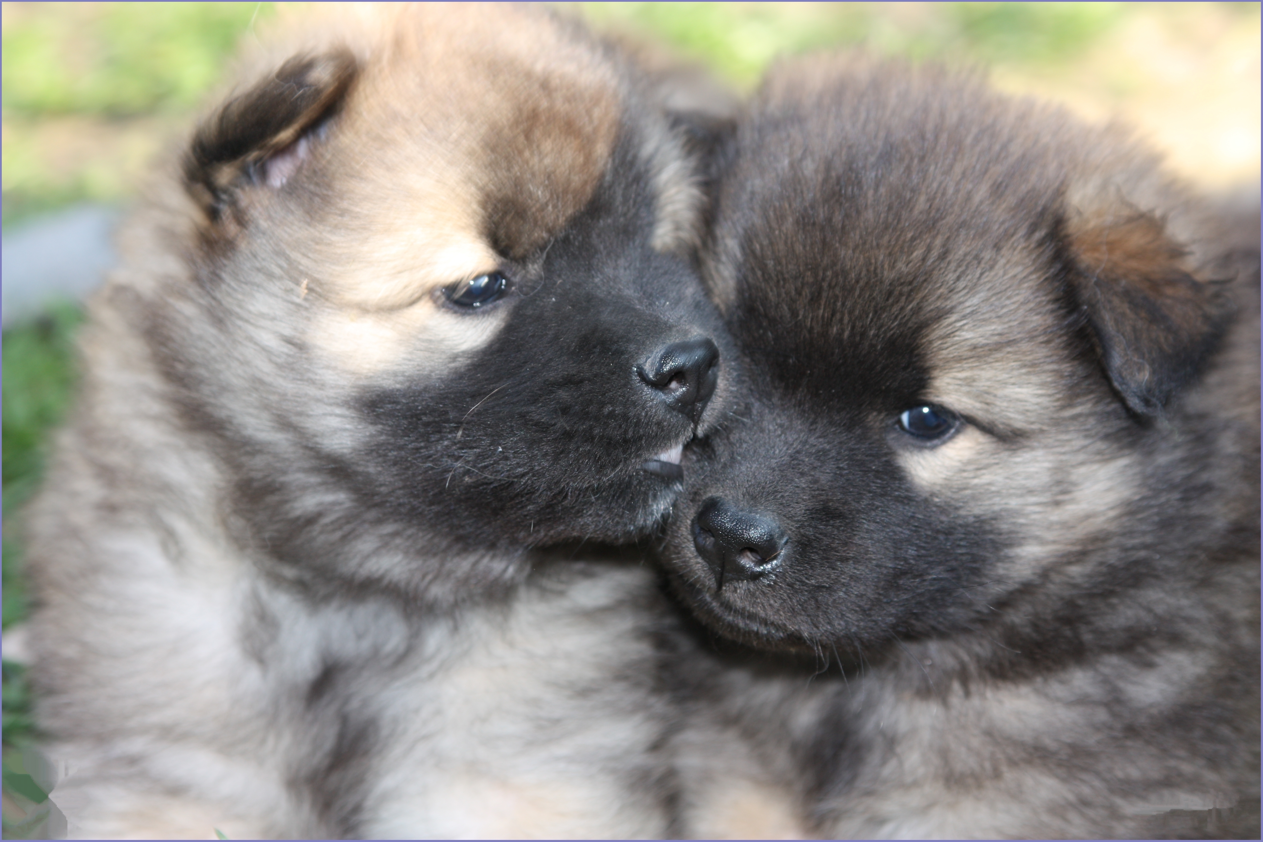 Eurasier Puppies: Eurasier Male Dog Names Breed