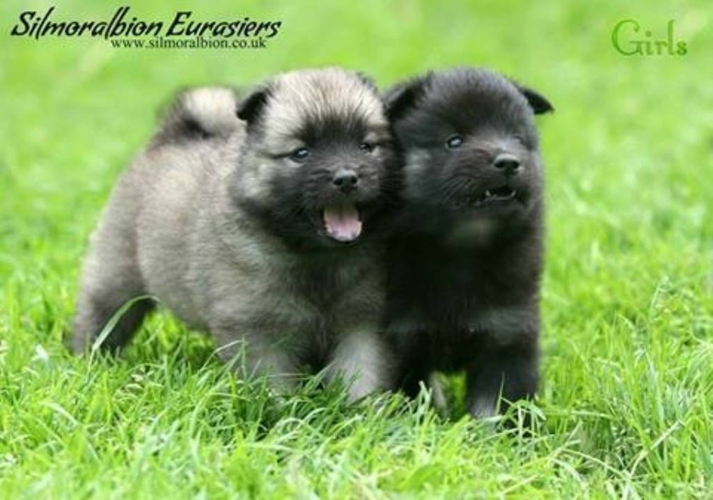 Eurasier Puppies: Eurasier Puppies For Sale Breed