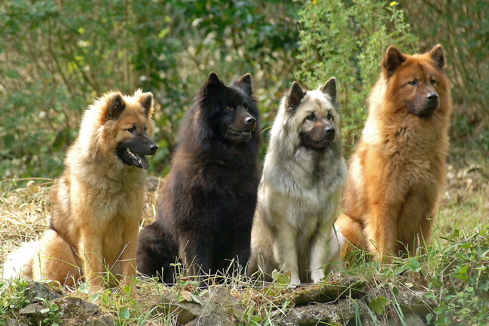 Eurasier Dog: Eurasier Seite Breed