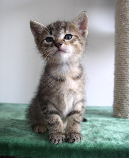 European Shorthair Kitten: European Aitne Breed