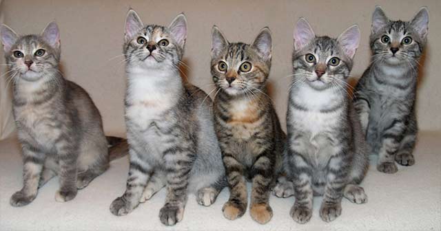 European Shorthair Cat: European European Shorthair Chat Europeen Breed
