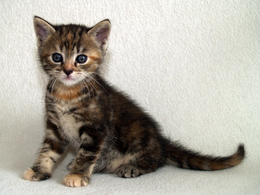 European Shorthair Kitten: European European Shorthair Kitten Breed