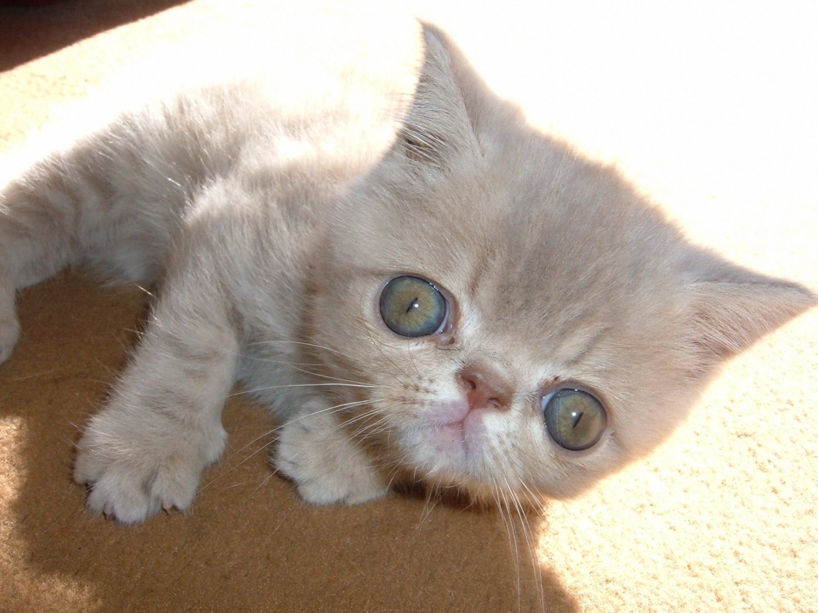 Exotic Shorthair Cat: Exotic About Exotic Shorthair Cats Cat Breed