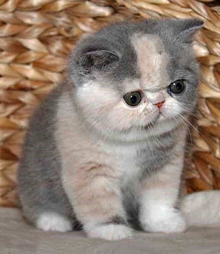Exotic Shorthair Kitten: Exotic Breed