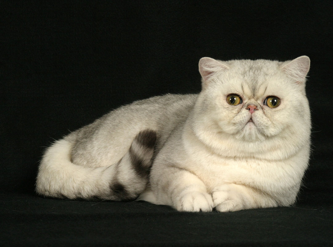 Exotic Shorthair Cat: Exotic Most Popular Cat Breeds In The World