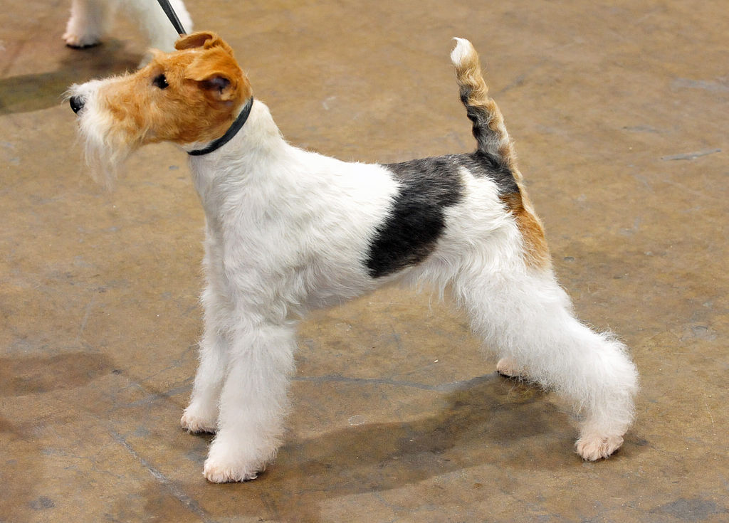 Fox Terrier, Wire Dog: Fox Animalindex Breed