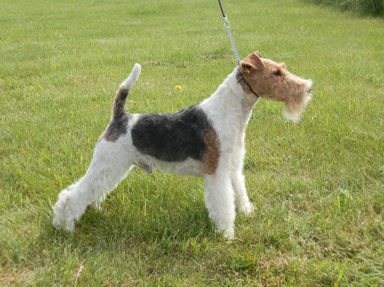 Fox Terrier, Wire Dog: Fox Proven Wire Fox Terrier Dog For Stud Kc Registered Grantham Breed