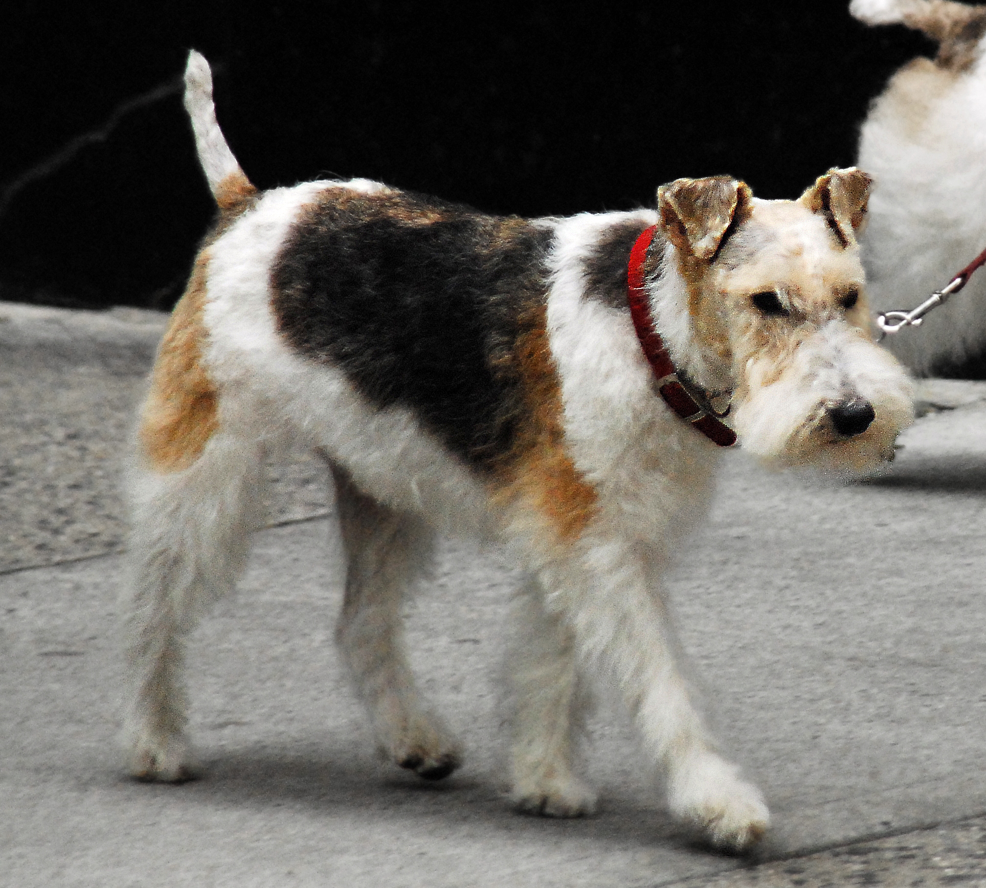 Fox Terrier, Wire Dog: Fox Walking Fox Terrier Wire Dog Breed