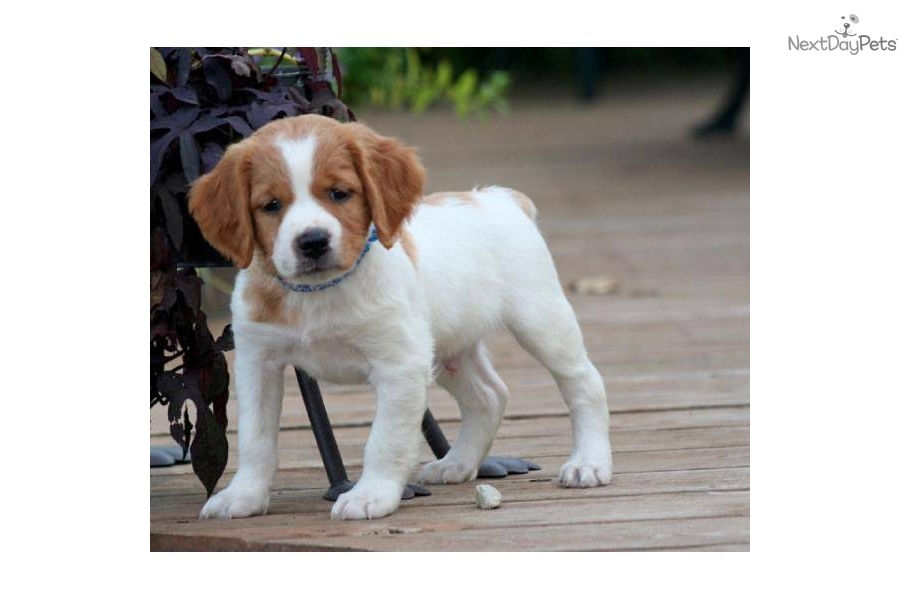 French Brittany Puppies: French Efed Ee Breed