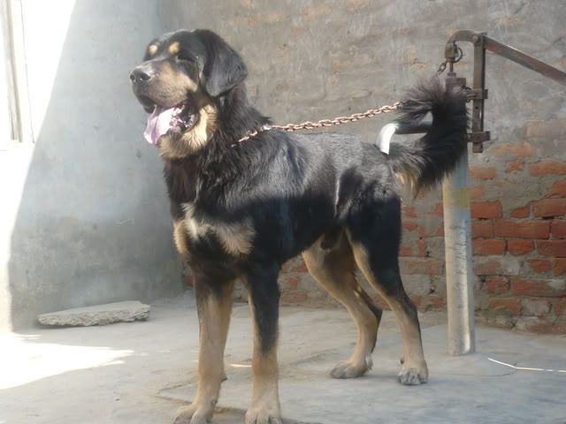 Gaddi Dog: Gaddi Indus Breeds