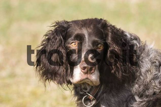 German Spaniel Dog: German Filedetail Breed