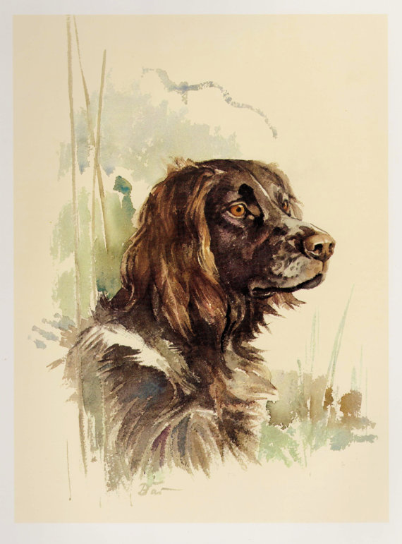 German Spaniel Dog: German German Spaniel Dog Print Vintage Breed