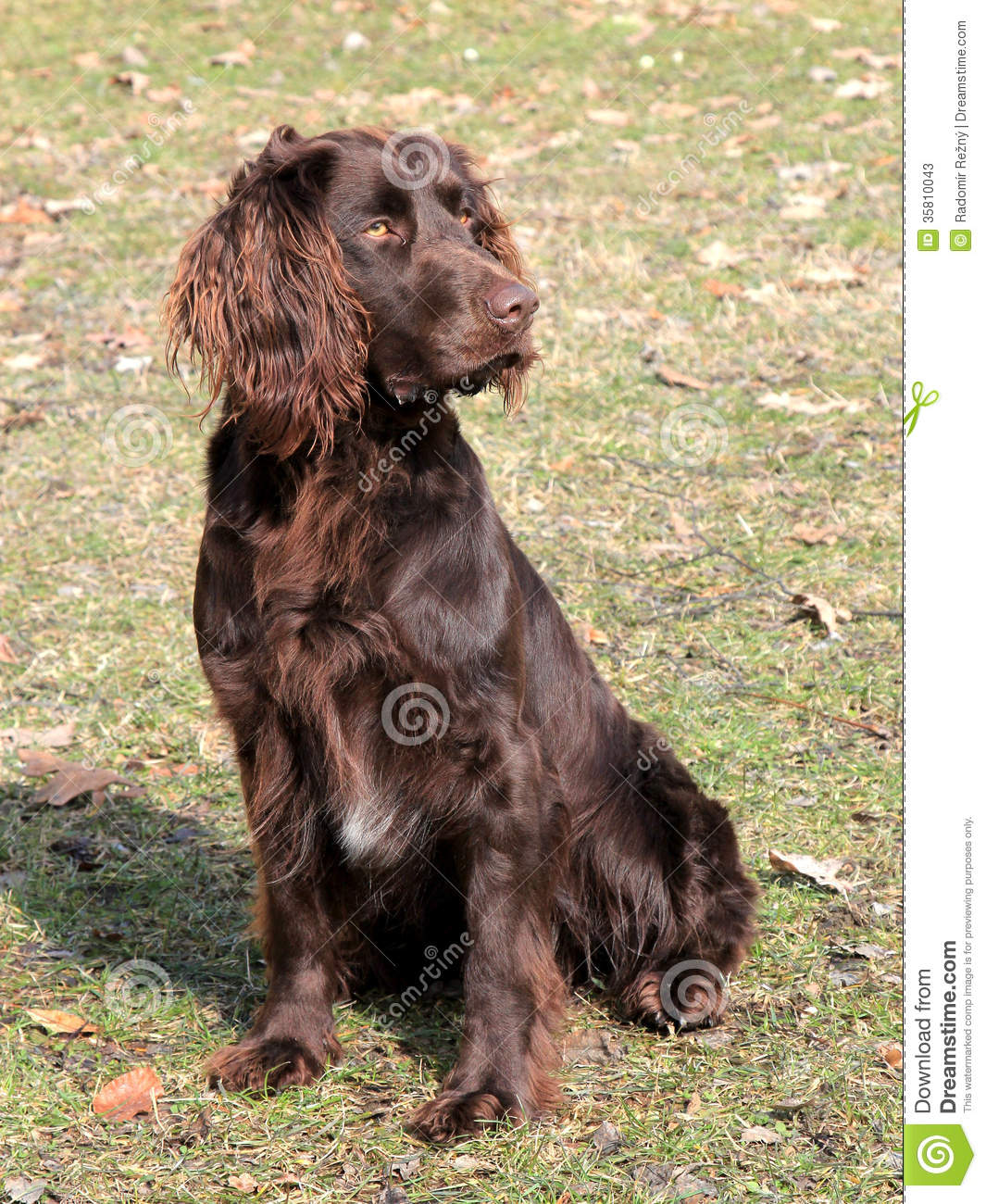 German Spaniel Dog: German Stock S Brown German Spaniel Dog Autumn Garden Breed