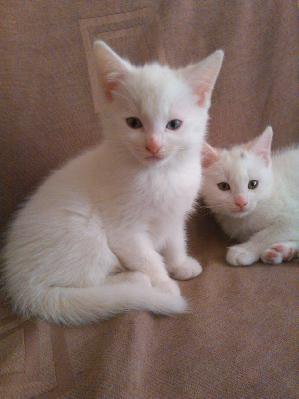 Turkish Angora Kitten: Gorgeous White Turkish Angora Kittens Twickenham Breed