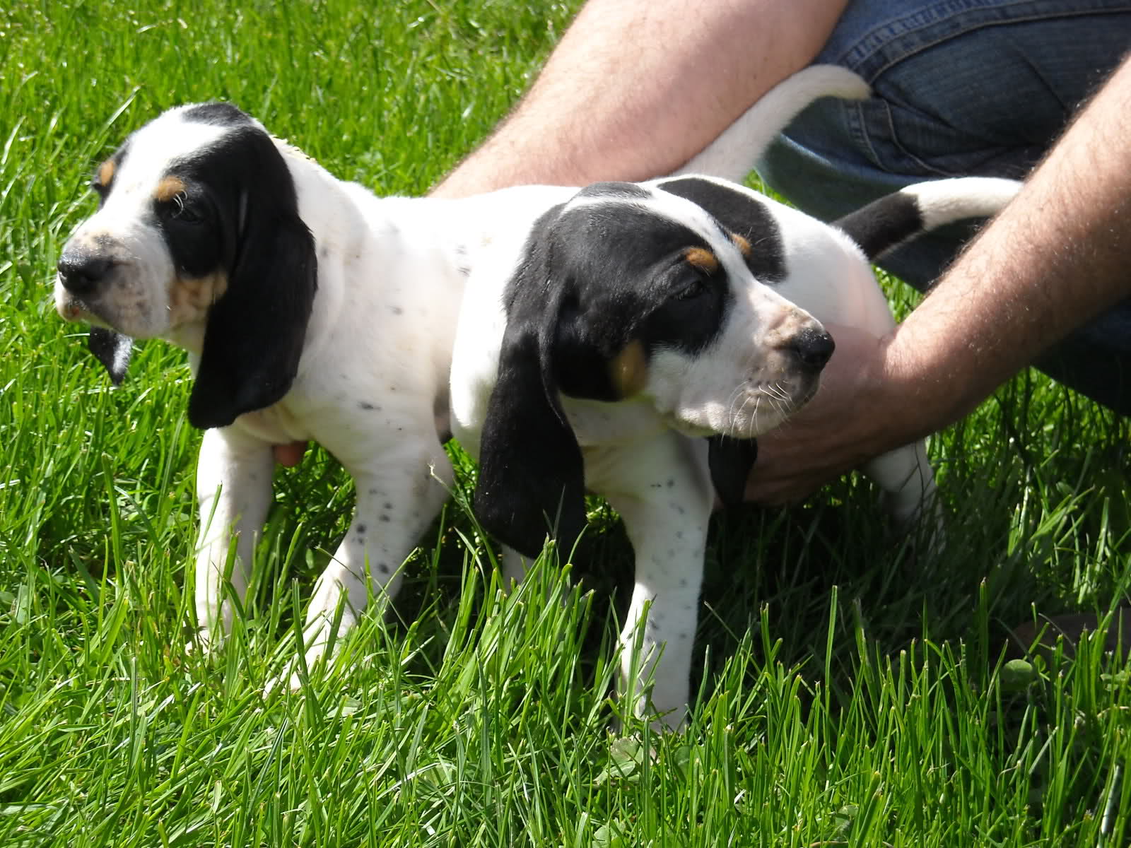 Gran Mastín de Borínquen Puppies: Gran Gascon Saintongeois Puppies Breed