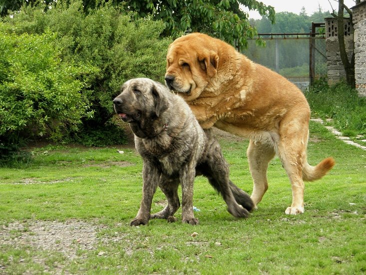 Gran Mastín de Borínquen Puppies: Gran Mastin Espanol Males Druso Breed