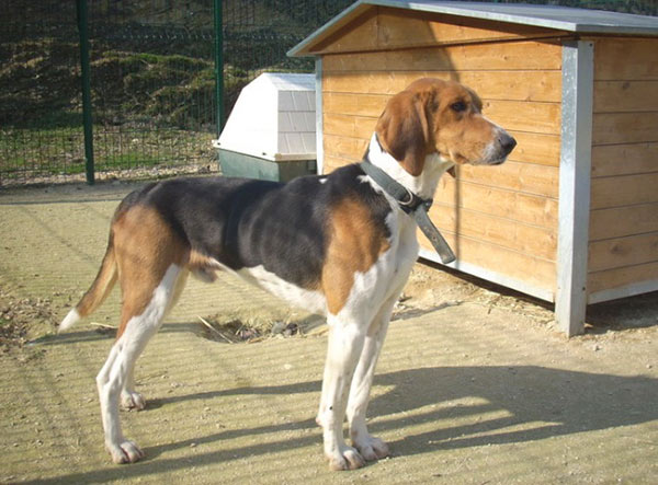 Grand Anglo-Français Tricolore Dog: Grand Great Anglo French Tricolour Hound Breed