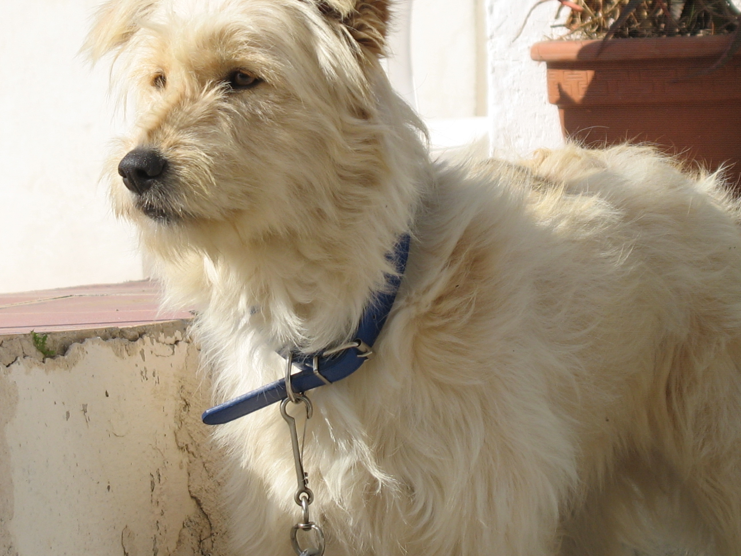 Greek Harehound Dog: Greek Gold Basque Dhepherd Dog Breed
