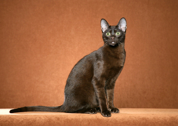 Havana Brown Cat: Havana Cat Breeds Youve Probably Never Heard Of