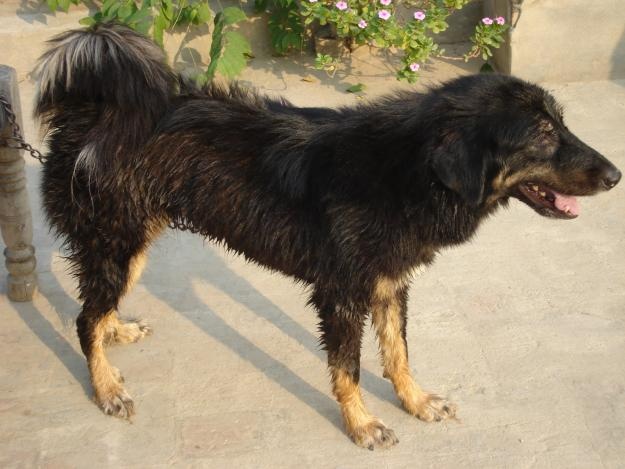 Himalayan Sheepdog Dog: Himalayan Breed