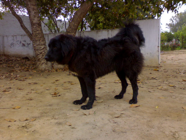 Himalayan Sheepdog Dog: Himalayan Display Breed