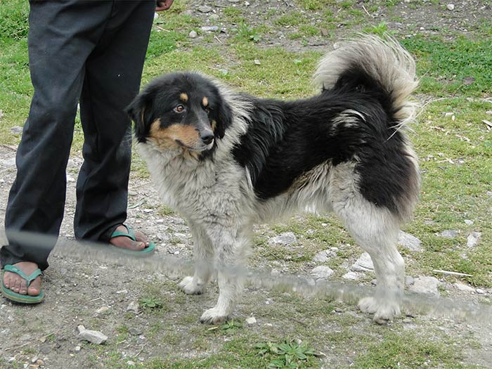 Himalayan Sheepdog Dog: Himalayan Himalayan Sheepdog Puppies Breed