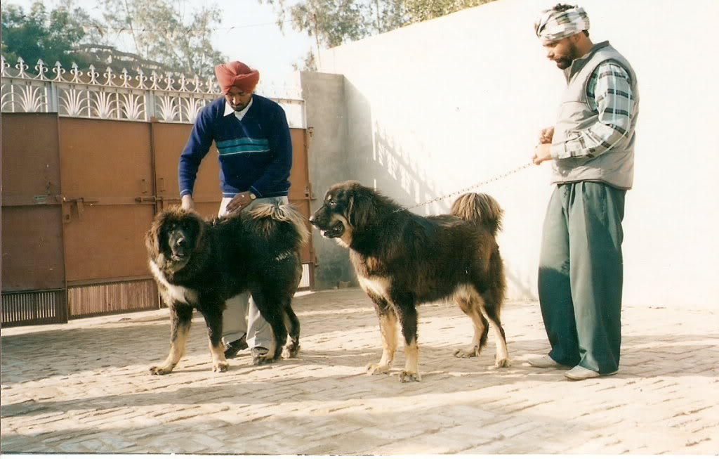 Himalayan Sheepdog Dog: Himalayan Httpcciytimgcomcvicloliygzhhacjpg Breed