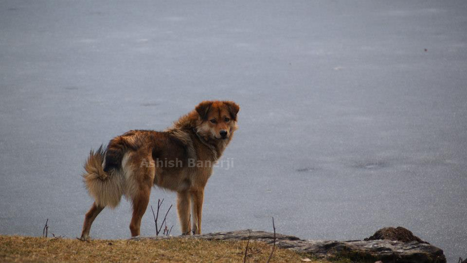 Himalayan Sheepdog Dog: Himalayan Mountain Beauty Breed