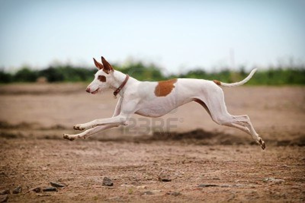Ibizan Hound Dog: Ibizan Jumping Ibizan Hound Dog Breed