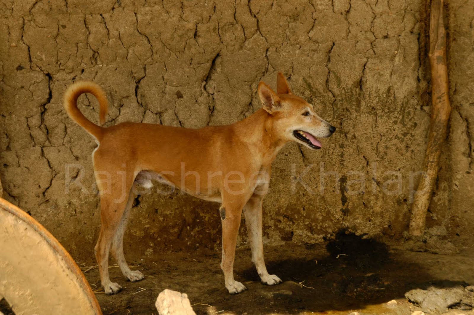 Indian pariah Dog: Indian Indogs Of Central India Breed