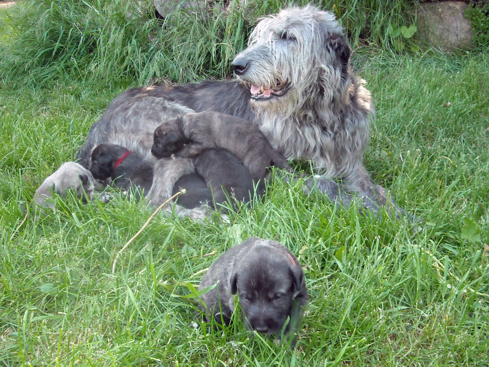 Irish Wolfhound Puppies: Irish Four Weeks Old Today Breed