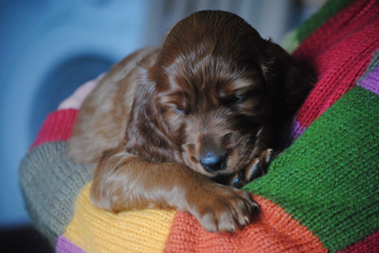 Irish Setter Puppies: Irish Irish Setter Puppies For Sale Kilmarnock Breed