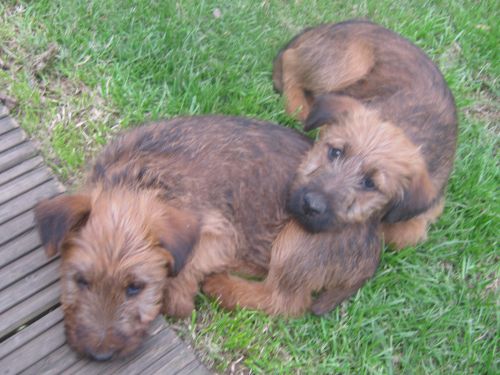 Irish Terrier Puppies: Irish Irish Terrier Dog Breed Puppies