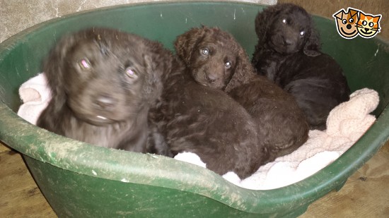 Irish Water Spaniel Puppies: Irish Irish Water Spanielcocker Spaniel Puppies Lockerbie Breed